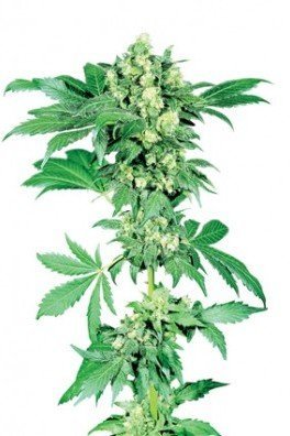 Afghani 1 (Sensi Seeds)