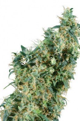 First Lady (Sensi Seeds)