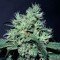 Dutch Dragon (Paradise Seeds)