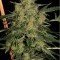 Nebula II CBD (Paradise Seeds)