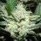 Sensi Star (Paradise Seeds)