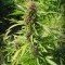 Sweet Purple (Paradise Seeds)