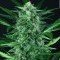 Auto Wappa (Paradise Seeds)