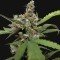 CBD Blue Shark (Barney's Farm)
