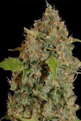 Chronic Thunder (Barney's Farm)