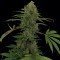 Critical Rapido Auto (Barney's Farm)