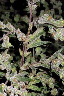 Dr. Grinspoon (Barney's Farm)