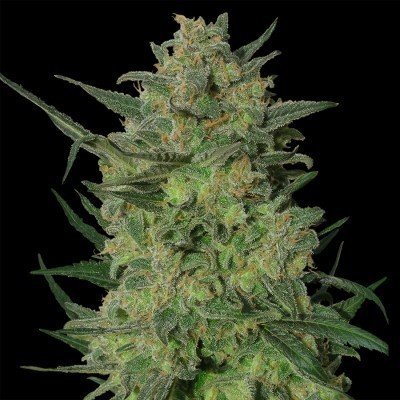 top indica strains