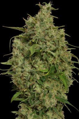 Sweet Tooth (Barney's Farm)