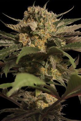 Violator Kush (Barney's Farm)