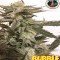 Bubble Cheese (Big Buddha Seeds)