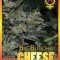 Big Buddha Cheese Automatic (Big Buddha Seeds)