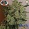 Blue Cheese Automatic (Big Buddha Seeds)