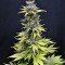 CBD Nordle (CBD Crew)