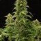 Haze 2.0 Autoflowering (Dinafem)