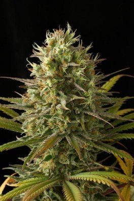 Original Amnesia (Dinafem)