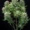 White Cheese Autoflowering (Dinafem)