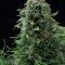 White Cheese Autoflowering (Dinafem)