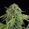 White Widow Autoflowering (Dinafem)