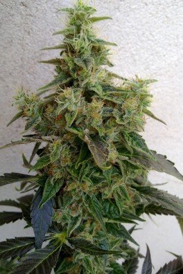 Dieseltonic (Resin Seeds)