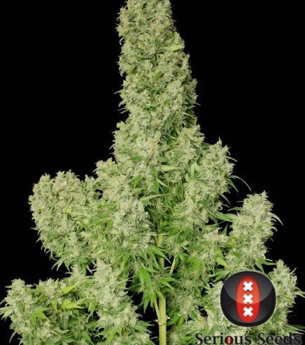 White Russian (Serious Seeds)