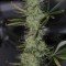 Galactic Jack (TGA Subcool Seeds)