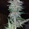 Hurkle (TGA Subcool Seeds)