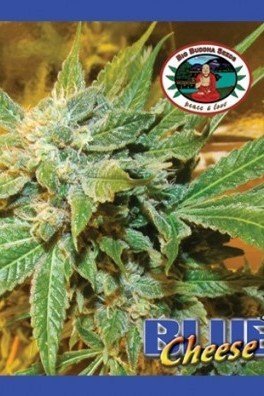 Blue Cheese (Big Buddha Seeds)