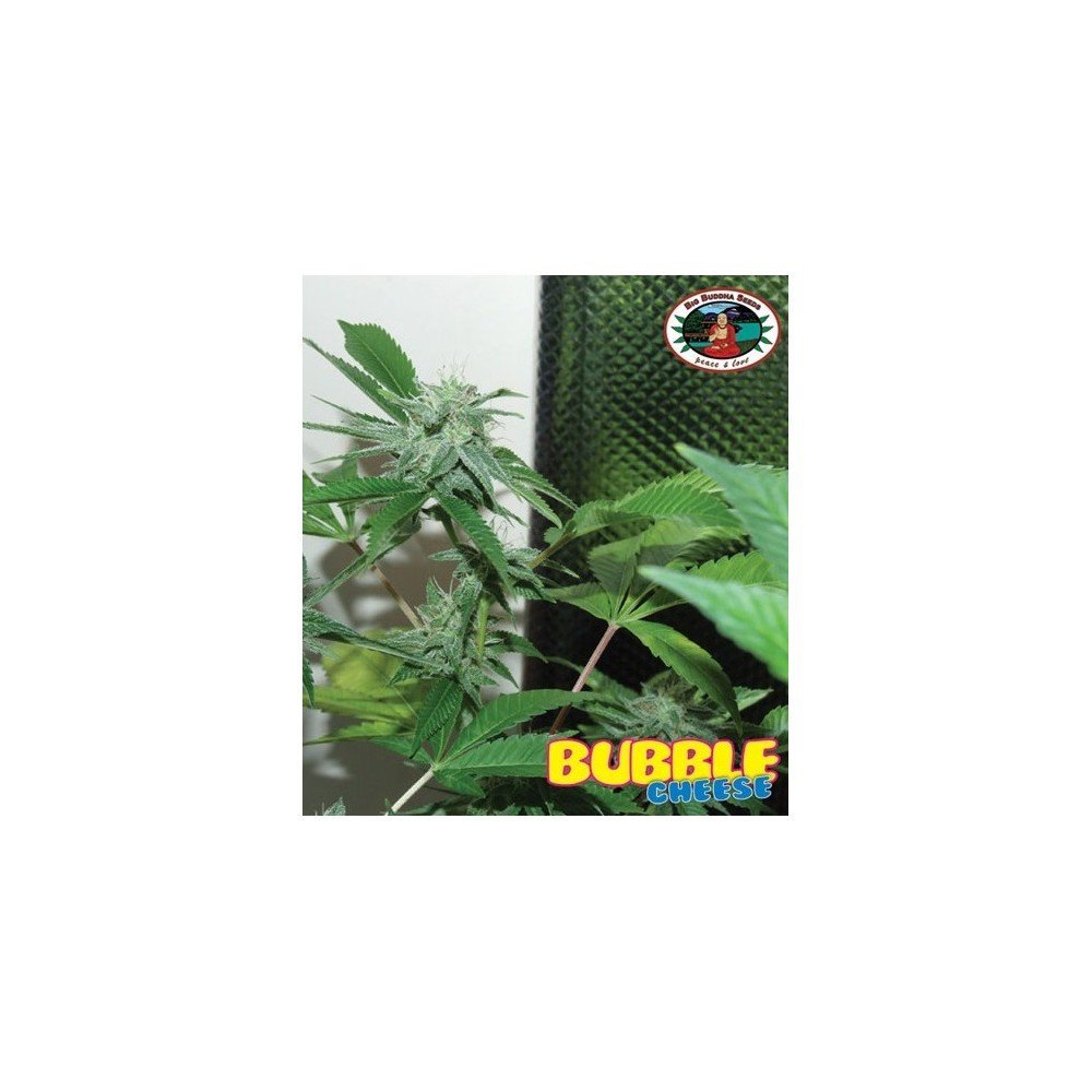 Bubble Cheese (Big Buddha Seeds) Zativo