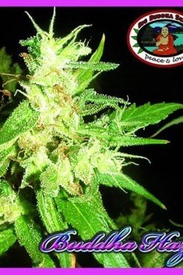 Buddha Haze (Big Buddha Seeds)