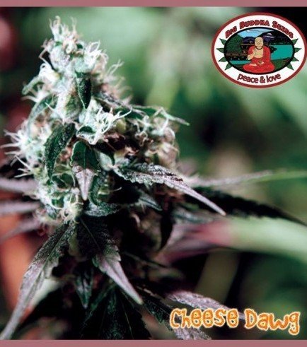 Cheese dawg seeds