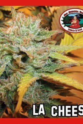 L.A. Cheese (Big Buddha Seeds)