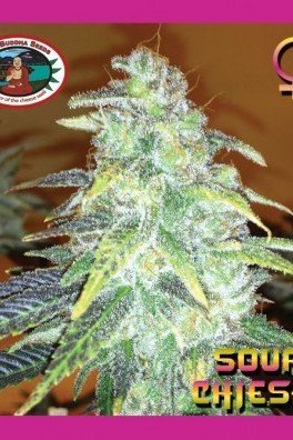 Sour Chiesel (Big Buddha Seeds)