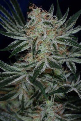 Jack The Ripper (TGA Subcool Seeds)