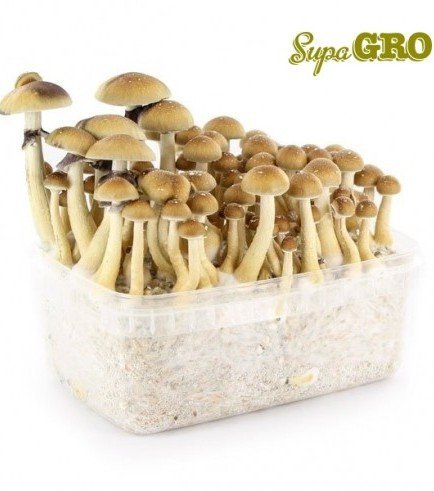 Magic Mushroom Grow Kit 'B+'