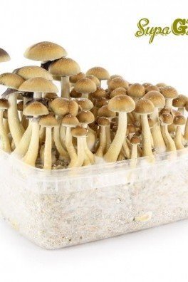 Magic Mushroom Grow Kit 'B+'