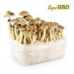 Magic Mushroom Grow Kit B+