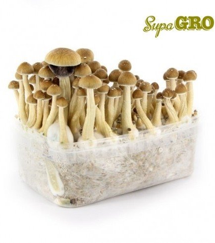 Magic Mushroom Grow Kit Ecuador