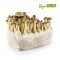 Magic Mushroom Grow Kit 'Ecuador'