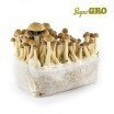 Magic Mushroom Grow Kit McKennaii