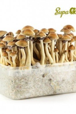 Magic Mushroom Grow Kit 'Mexican'