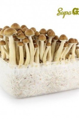 Magic Mushroom Grow Kit Cubensis 'Golden Teacher'