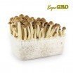 Magic Mushroom Grow Kit Golden Teacher