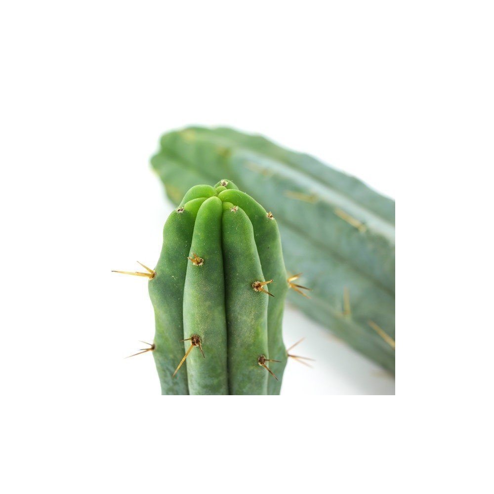 Bolivian Torch Cactus - Zativo