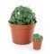 Peyote with Pups