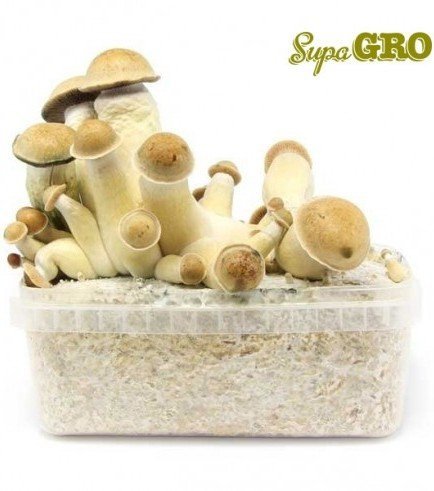 Mushroom Terrarium Kit