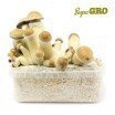 Magic Mushroom Grow Kit Penis Envy