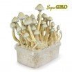 Magic Mushroom Grow Kit Albino A+