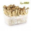 Magic Mushroom Grow Kit Brazil