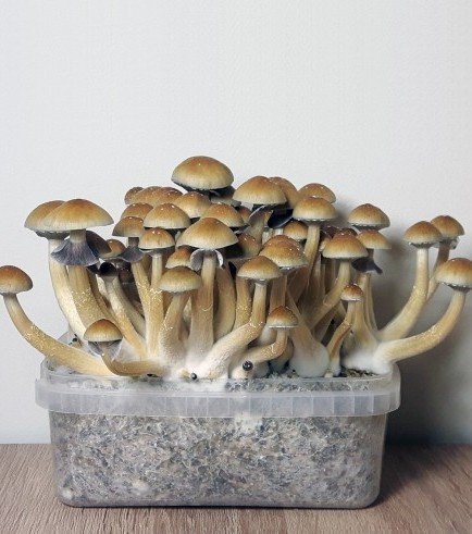 Acheter Kit de Culture Champignon Equateur - Psilocybe Cubensis